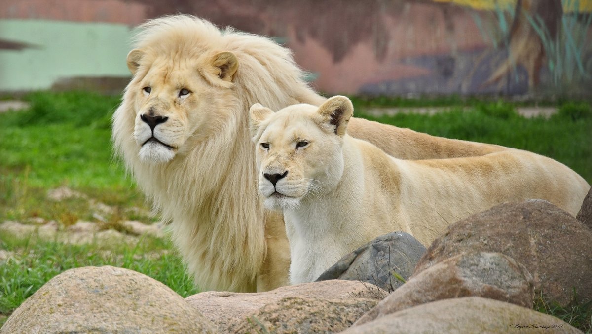 Белые львы - семейный портрет - Татьяна Каневская