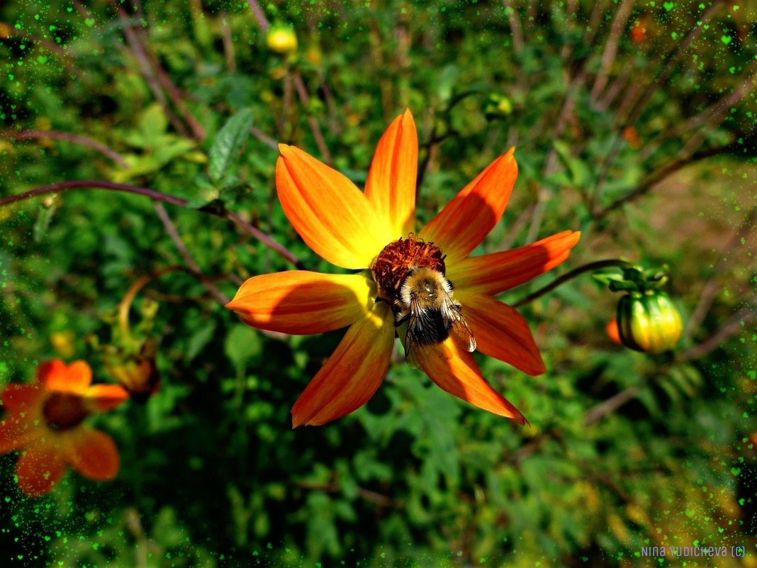Цветок и пчела - Nina Yudicheva