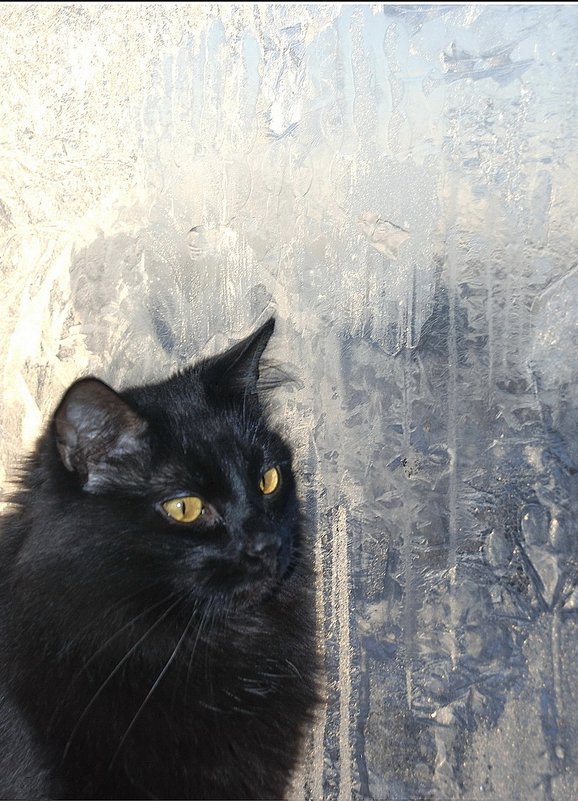 Котик грустит у окна, а за окном Зима..... - Игорь Корф