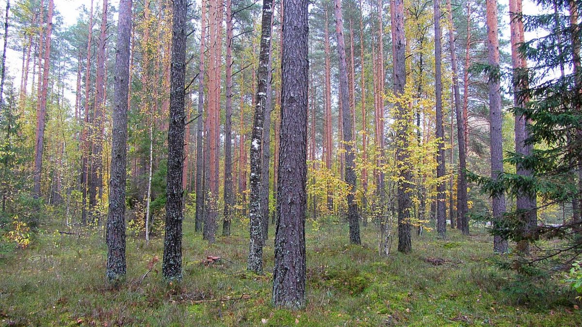 Осенний лес - Виталий Андрейчук