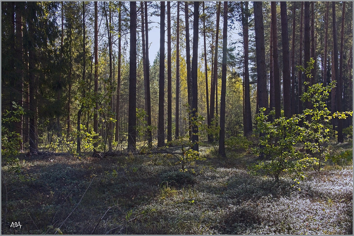 *** - Роланд Дубровский