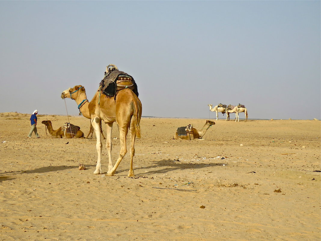 верблюды в пустыне - НАТАЛЬЯ 