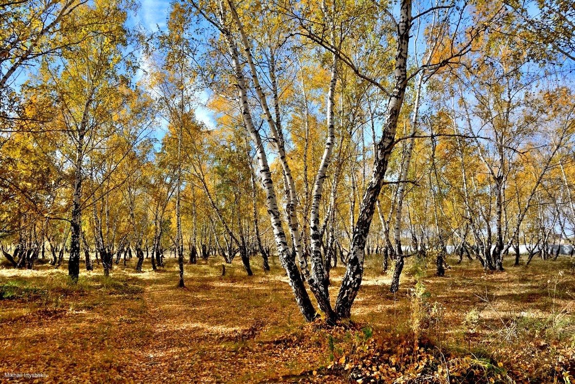 Осень в роще - Mikhail Irtyshskiy