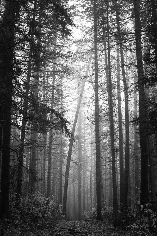 National park Stolby, Russia, Siberia, Krasnoyarsk. - Igor Novikov