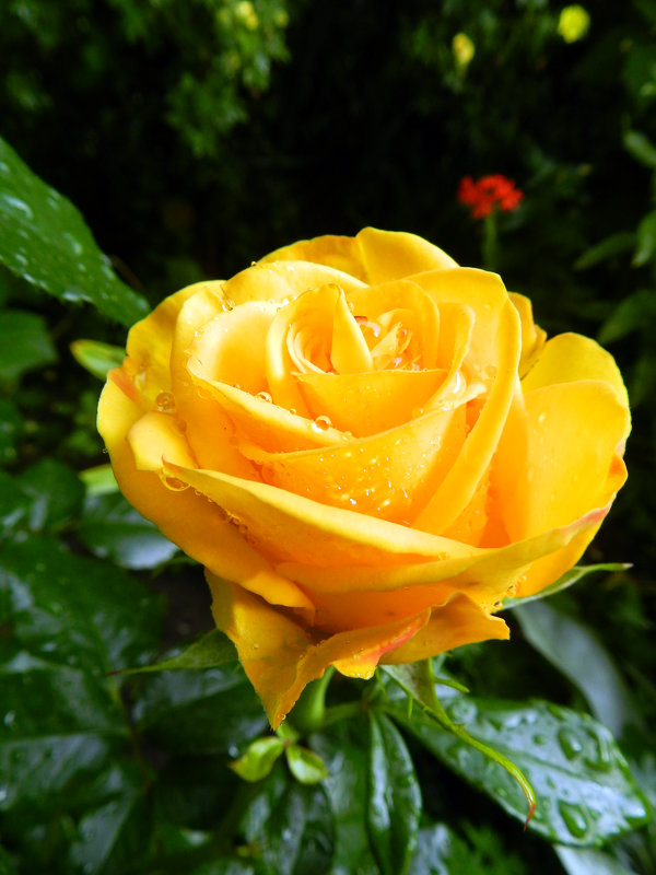 Солнечная роза после дождя - Анатолий Кувшинов