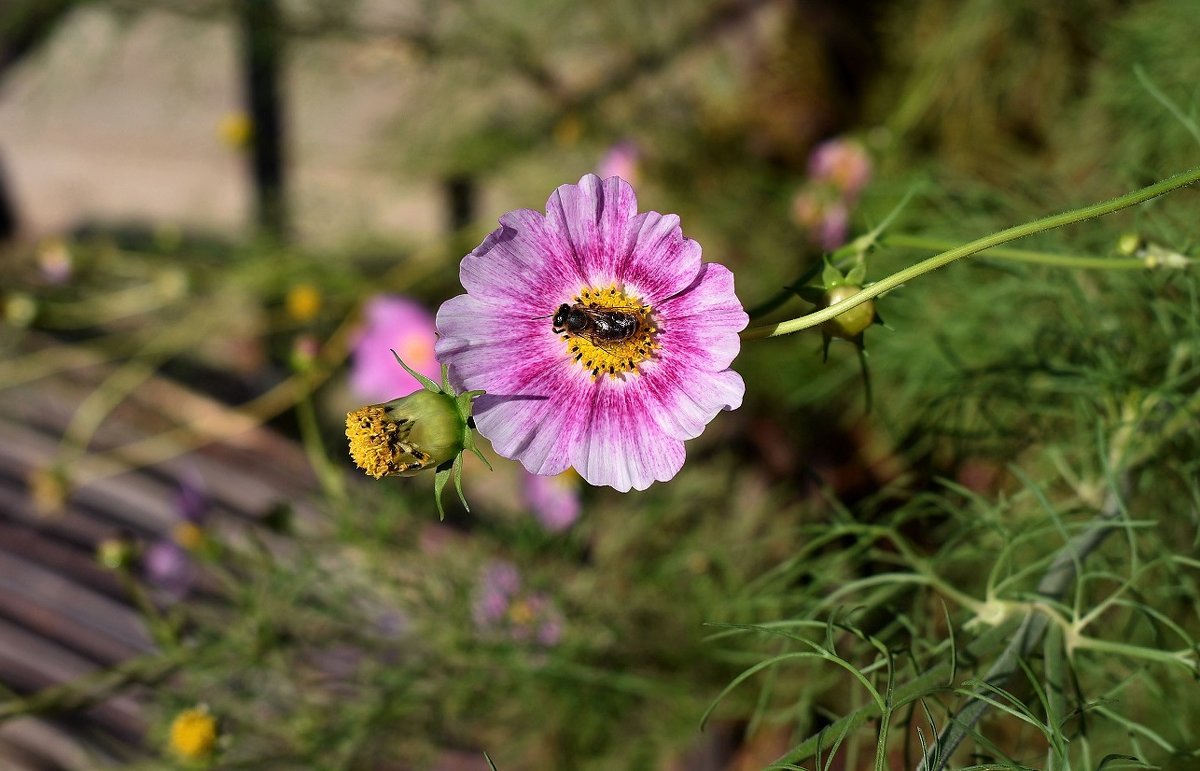 Пчелка - dindin 