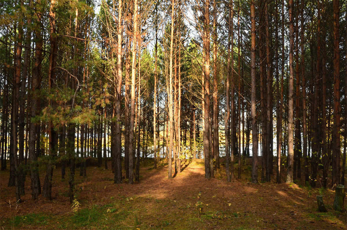 В сентябрьском лесу - Татьяна Соловьева