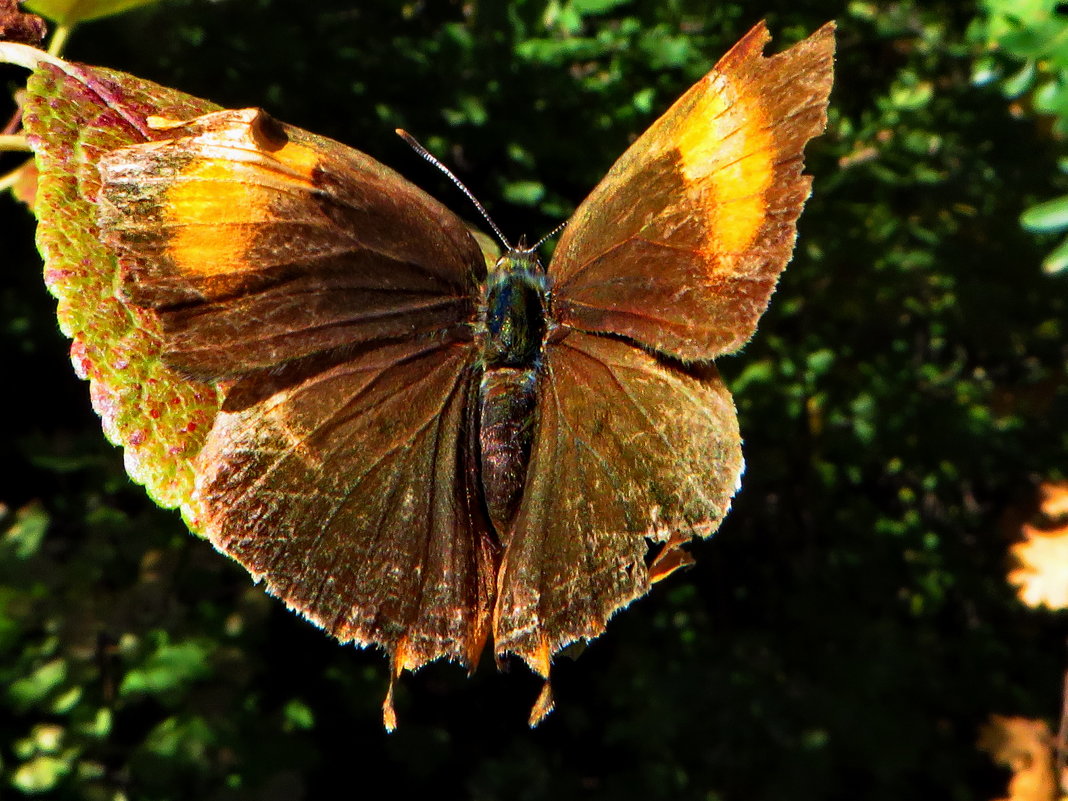 В Октябре все бабочки потрепали свои крылья - vodonos241 