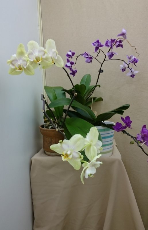 На выставке орхидей... - Galina194701 