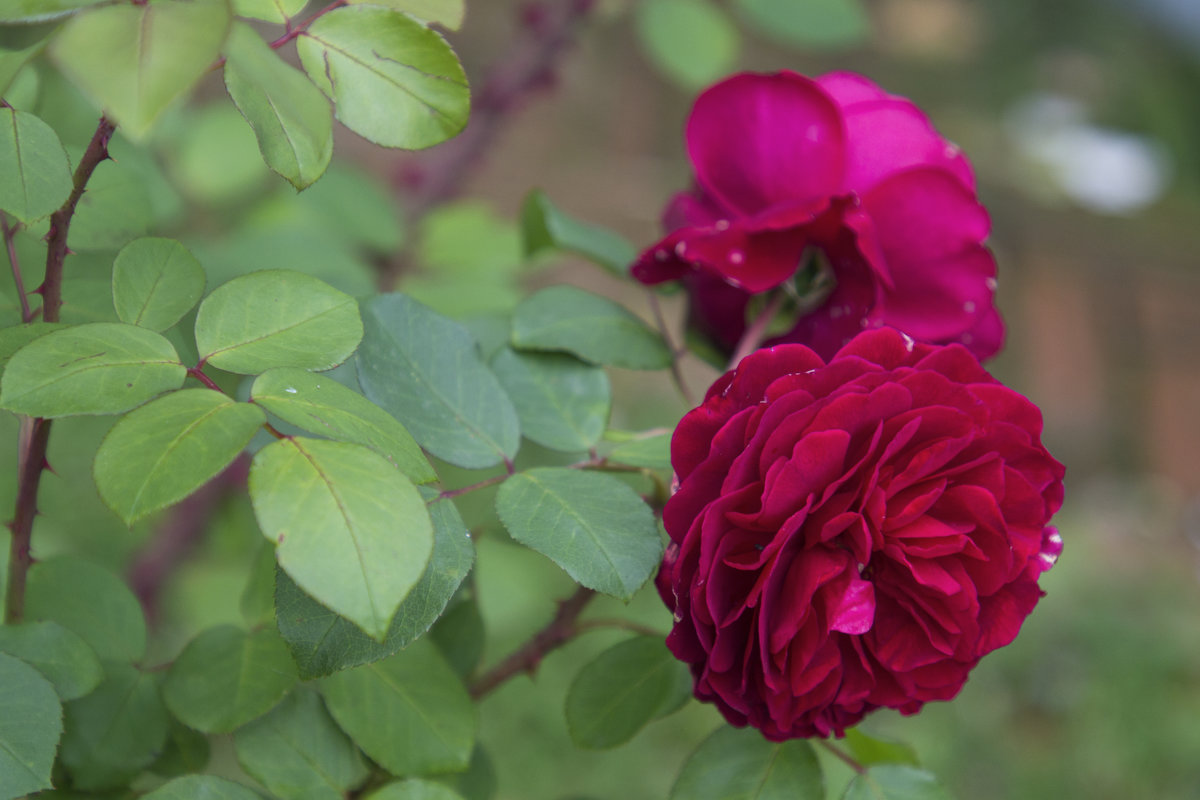 Осенние розы - Елена Елена