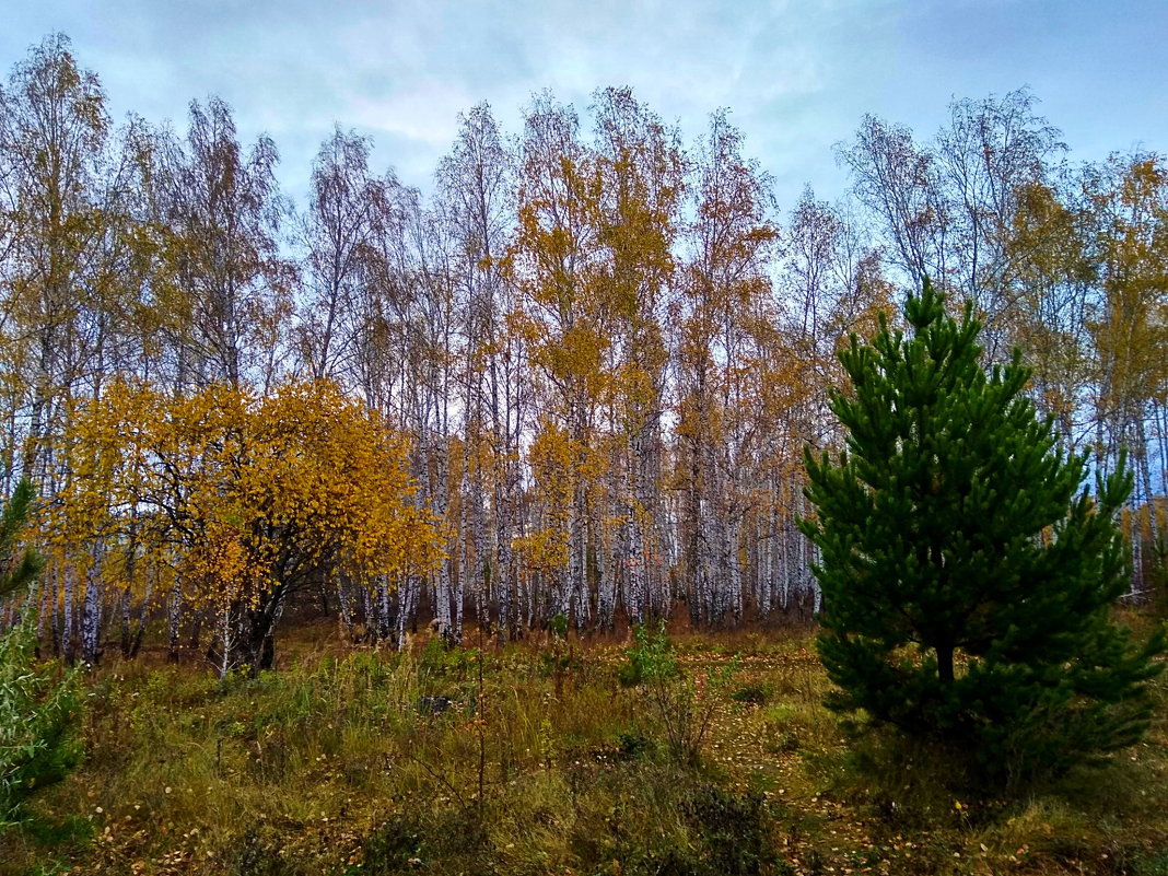 Осенний лес - Татьяна Котельникова
