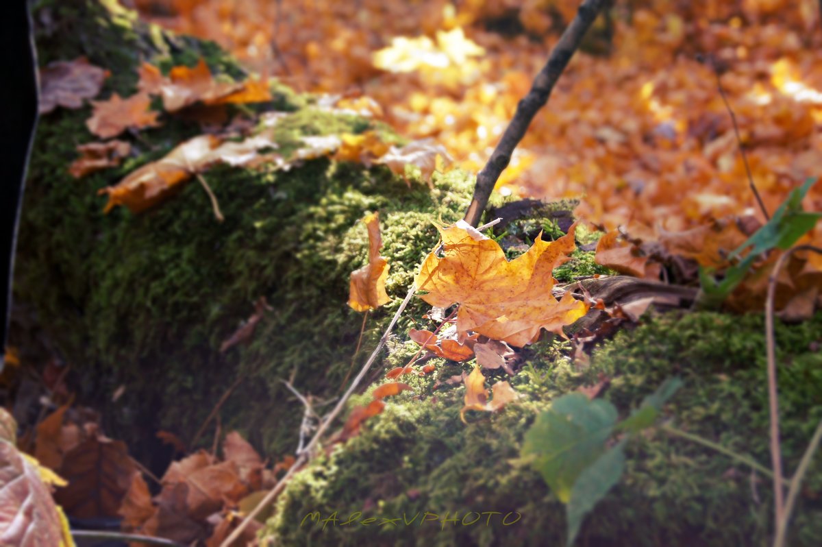 Осень в лесу - Александр Макеенков