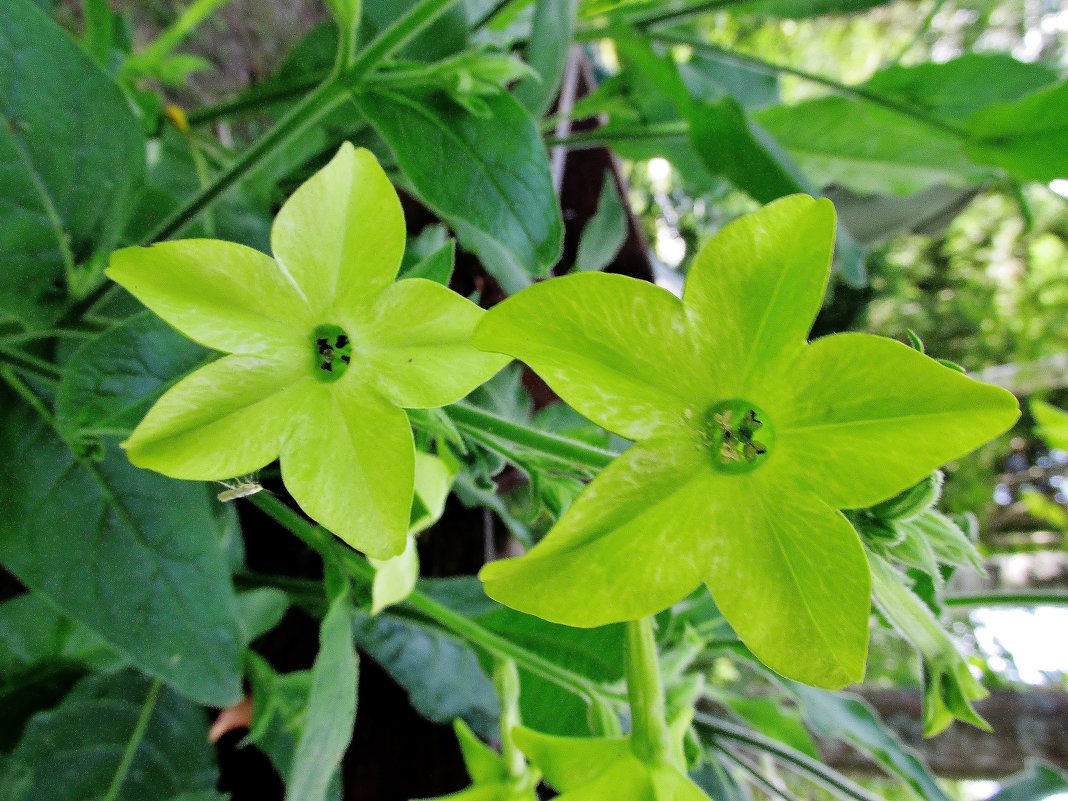 Два зелёных цветочка - Leonid Tabakov