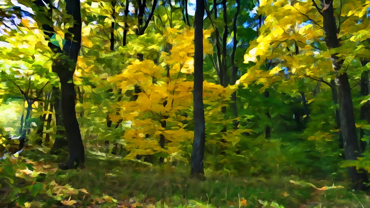 Осенние зарисовки в лесу. - vodonos241 