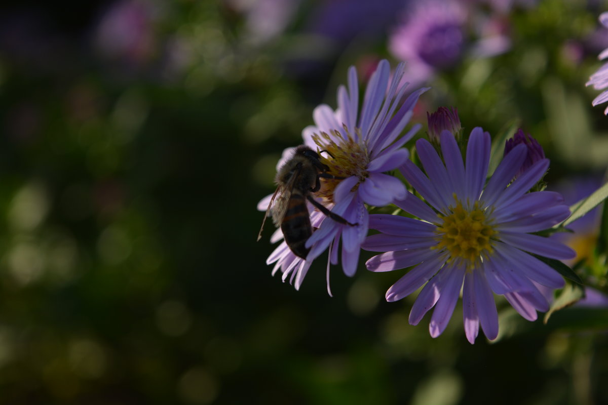 Пчела в тени - Барашег Альпийский