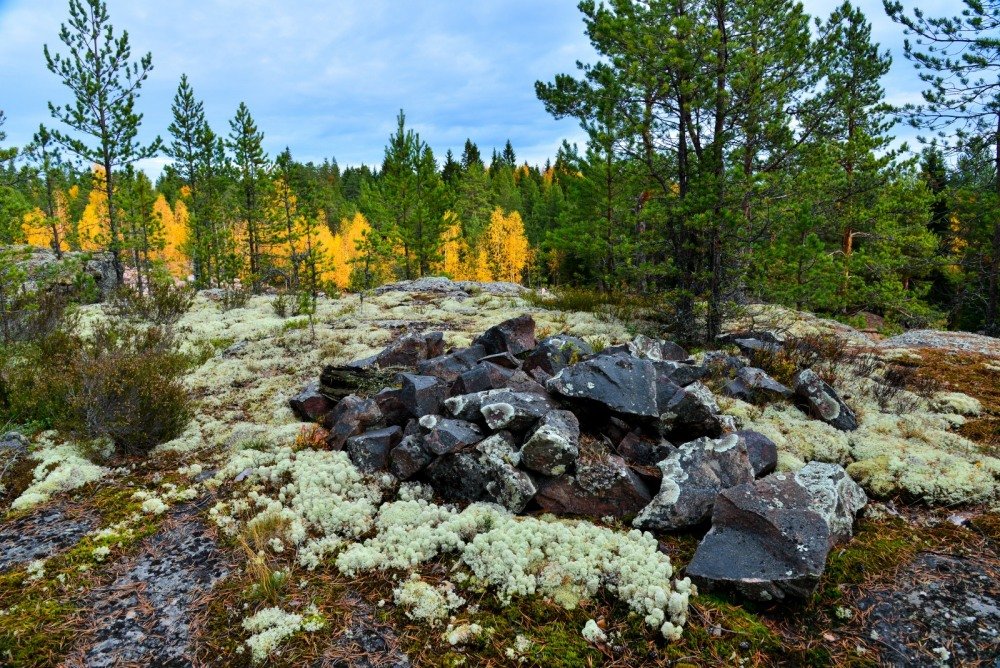 в лесу в Карелии - Георгий А