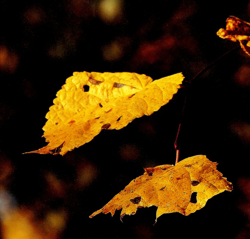 Осень - Леонид leo