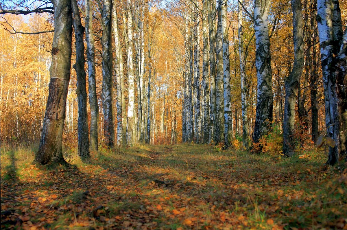 Осенний пейзаж - Александр Алексеенко