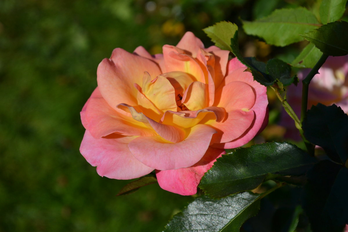 Роза в лучах осеннего солнца - Татьяна 