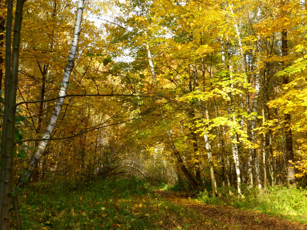 Осенний лес - Татьяна Лобанова