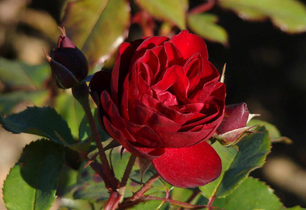 Красная роза октября - Татьяна Георгиевна 