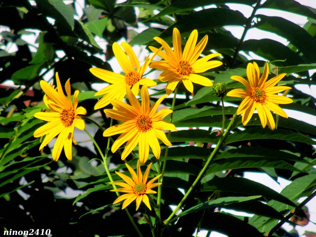 Солнечные цветы - Нина Бутко