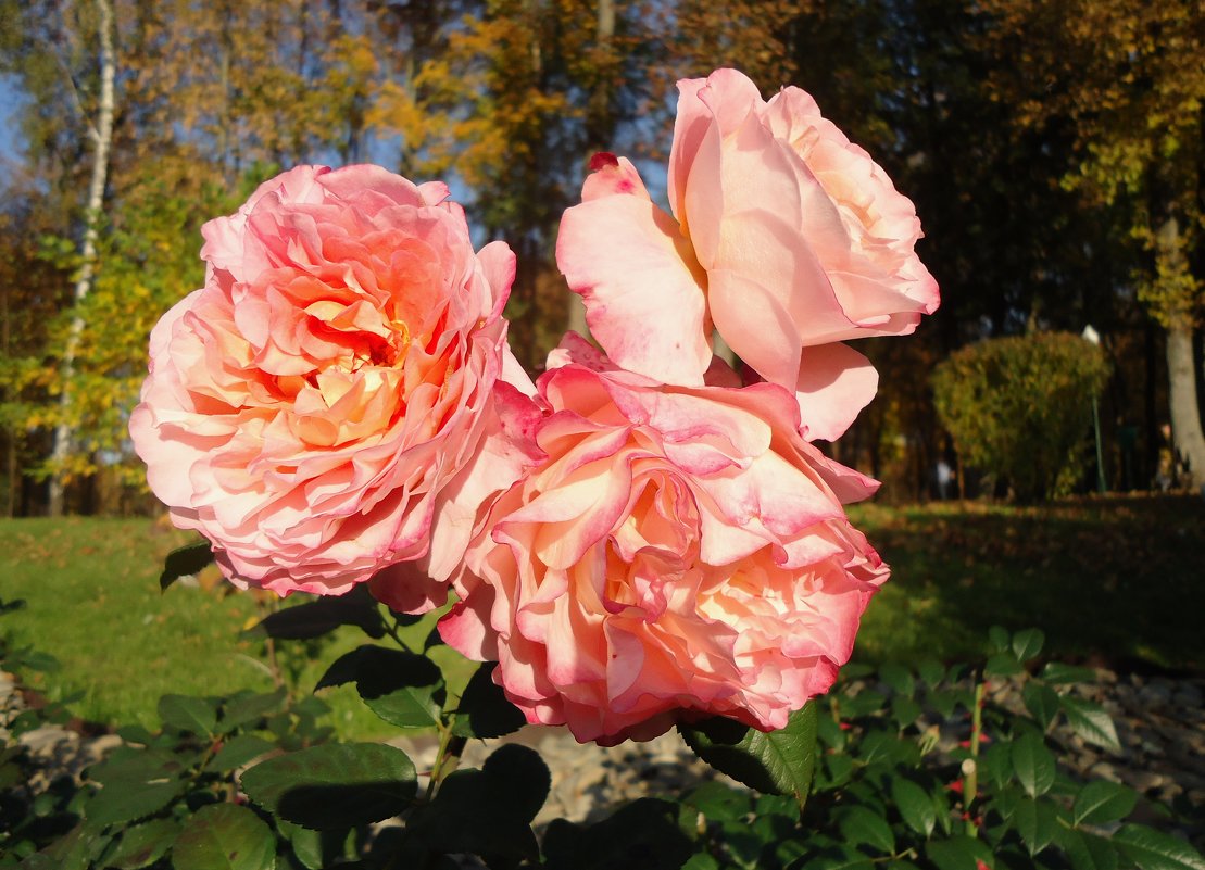 Очарование осенних роз - Ирина 