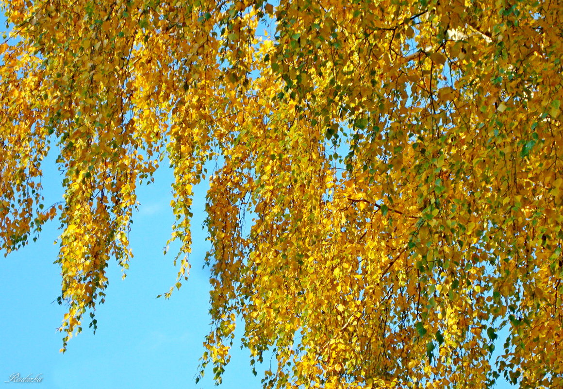 Осенние листья гирляндой повисли... - Raduzka (Надежда Веркина)