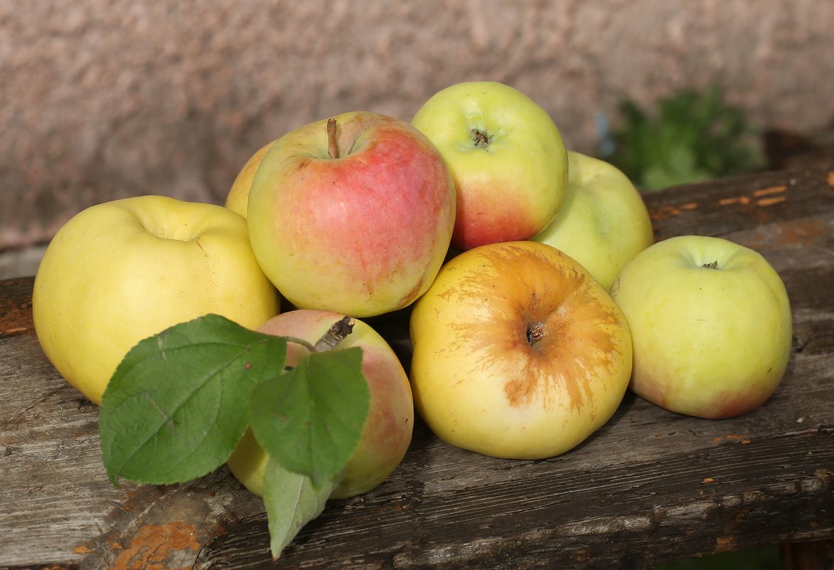 Мои яблоки - ZNatasha -