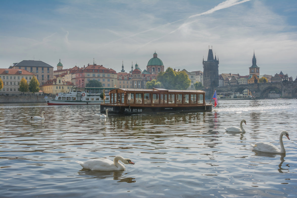 Swans in Prague - Sergey Oslopov 