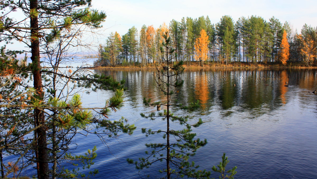 Озеро Пелусозеро Карелия.осень