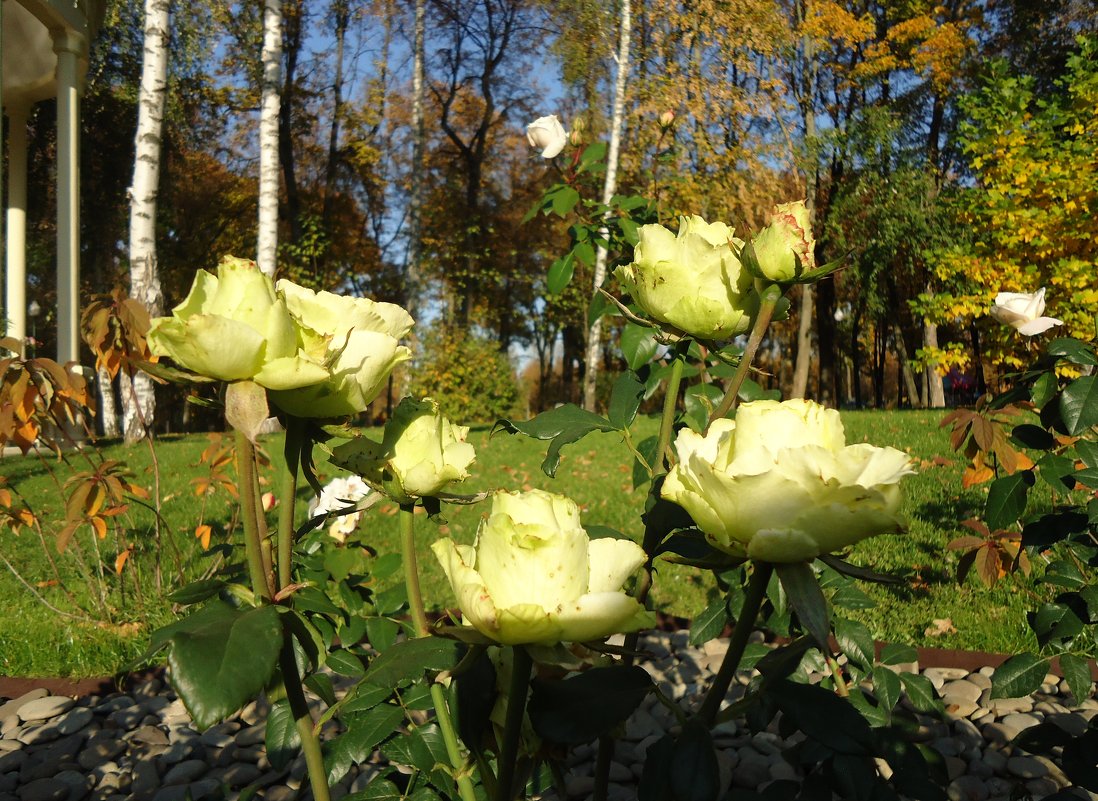 Прощальный хоровод октябрьских роз - Ирина 
