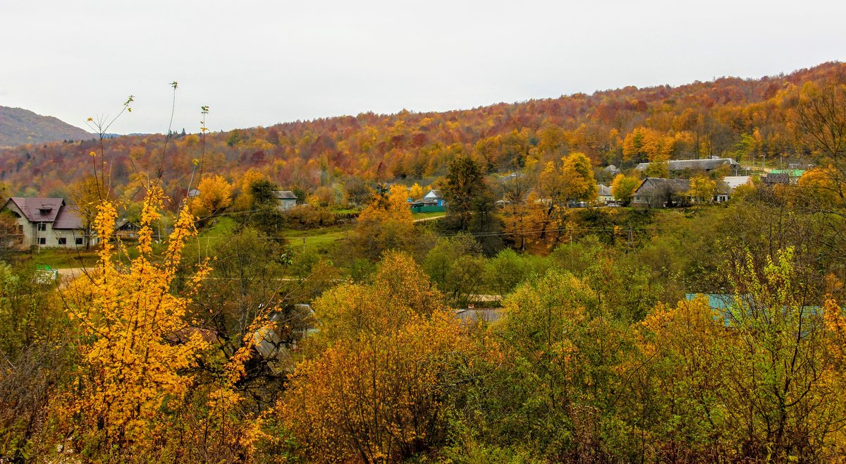 Полыхает лес осенний жёлто-красною листвой - Вячеслав Случившийся