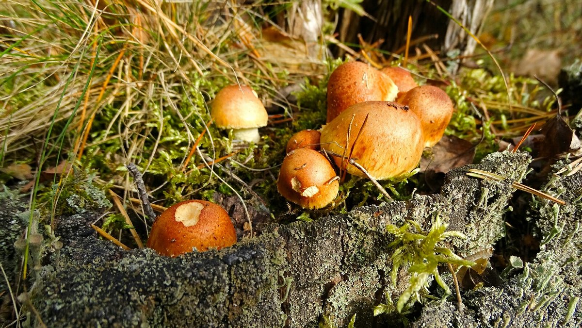 Ещё растут в лесу  грибы - Милешкин Владимир Алексеевич 