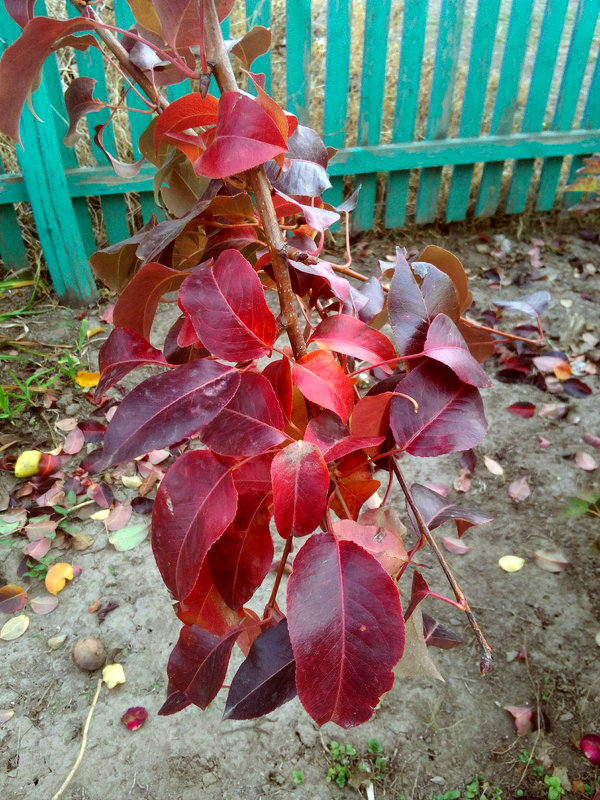 Осенние листья груши - Татьяна Королёва