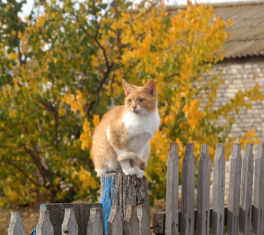 Рыжий кот на фоне рыжей осени - Татьяна Носова