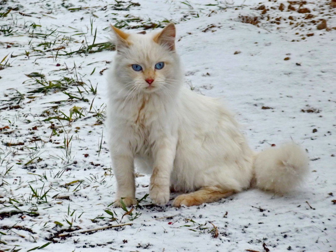 Рыжик на первом снегу - белый на белом - Светлана Рябова-Шатунова