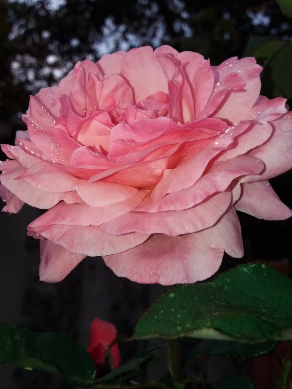 Ещё цветут розы - Татьяна 