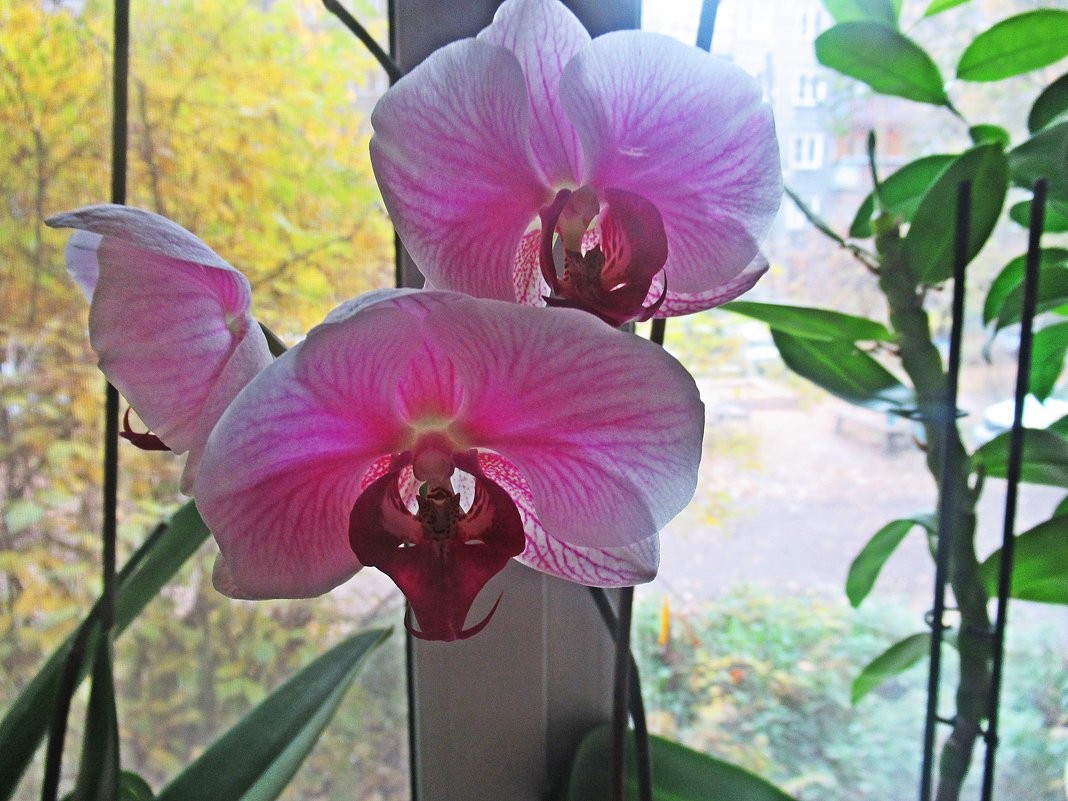 Орхидеи - Лариса 