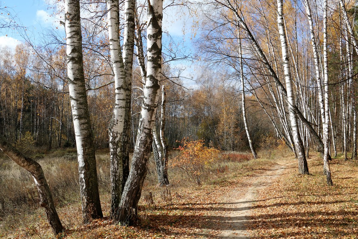 осень - Владимир Холодницкий