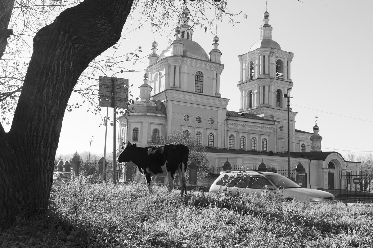Один день городской коровы - Валерий Михмель 