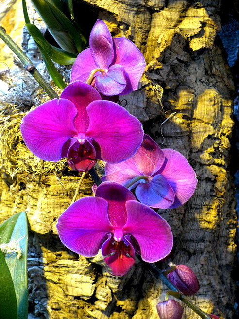 Орхидеи - Татьяна Беляева