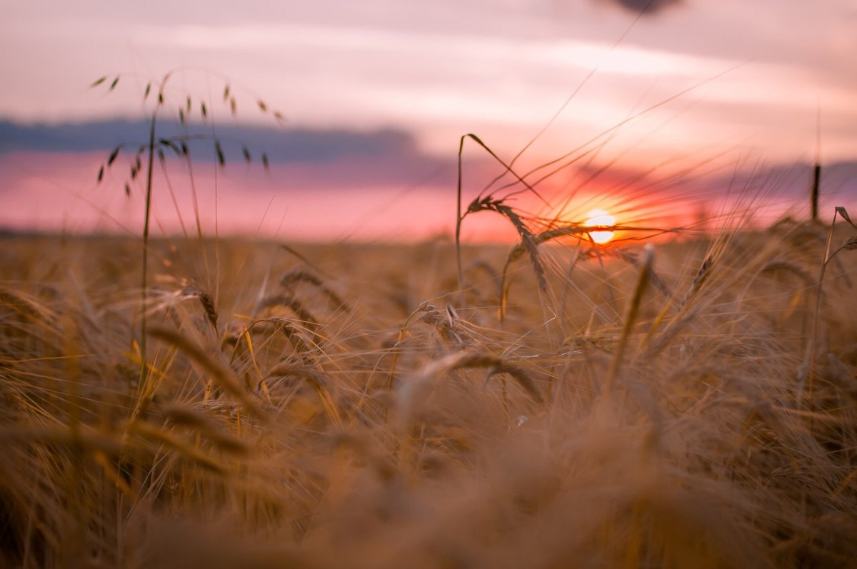 Пшеница на закате - Евгений Курбатов