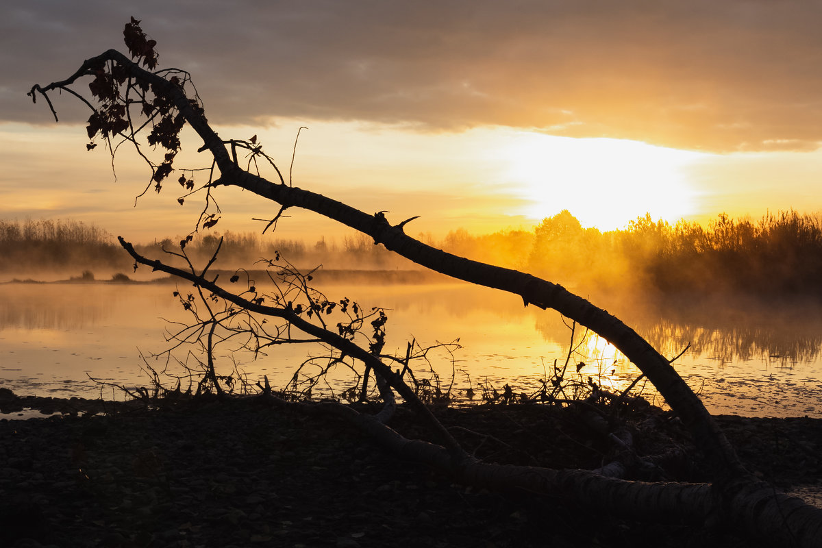 Упавшее дерево возле реки в лучах восходящего солнца - Александр Будов