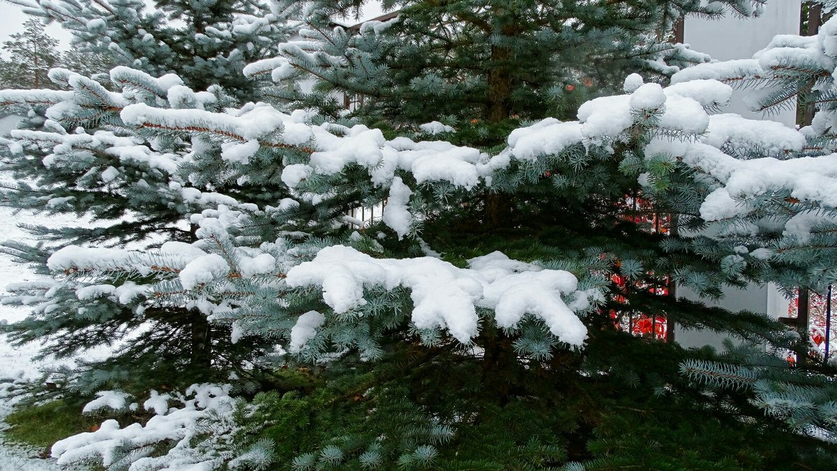 Голубая ель после снегопада - Милешкин Владимир Алексеевич 