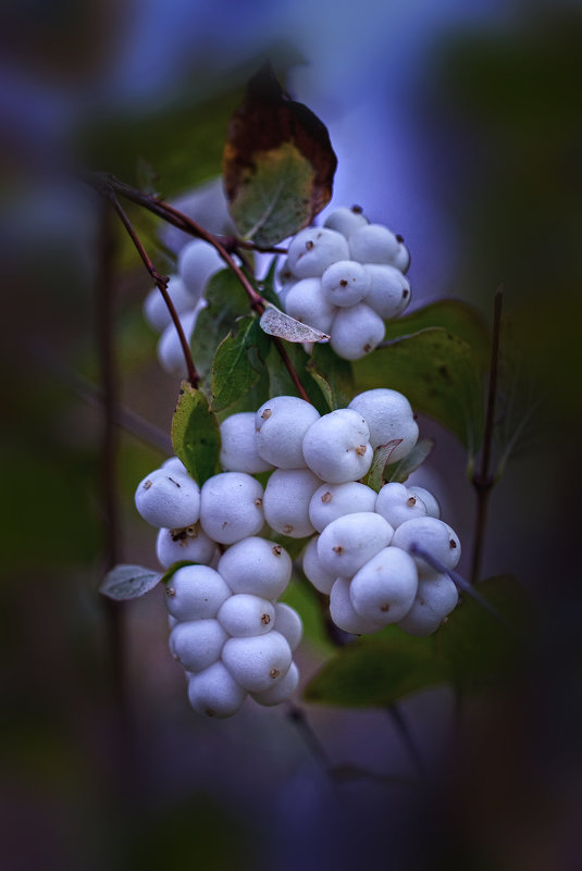 Белая гроздь - Владимир 