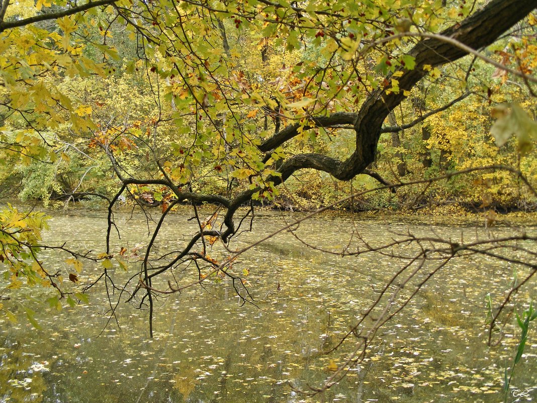 Осень в Трикратском лесу - Татьяна Ларионова