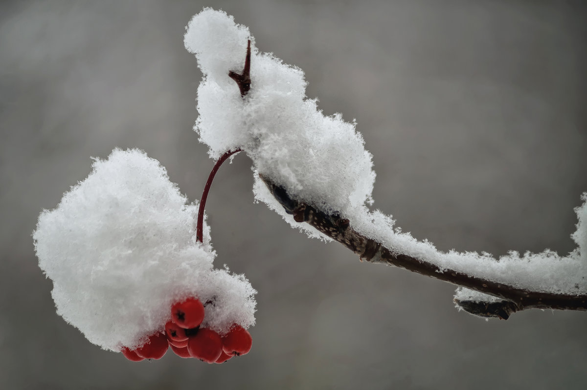 Испытание стужей и первым снегом - Владимир Максимов