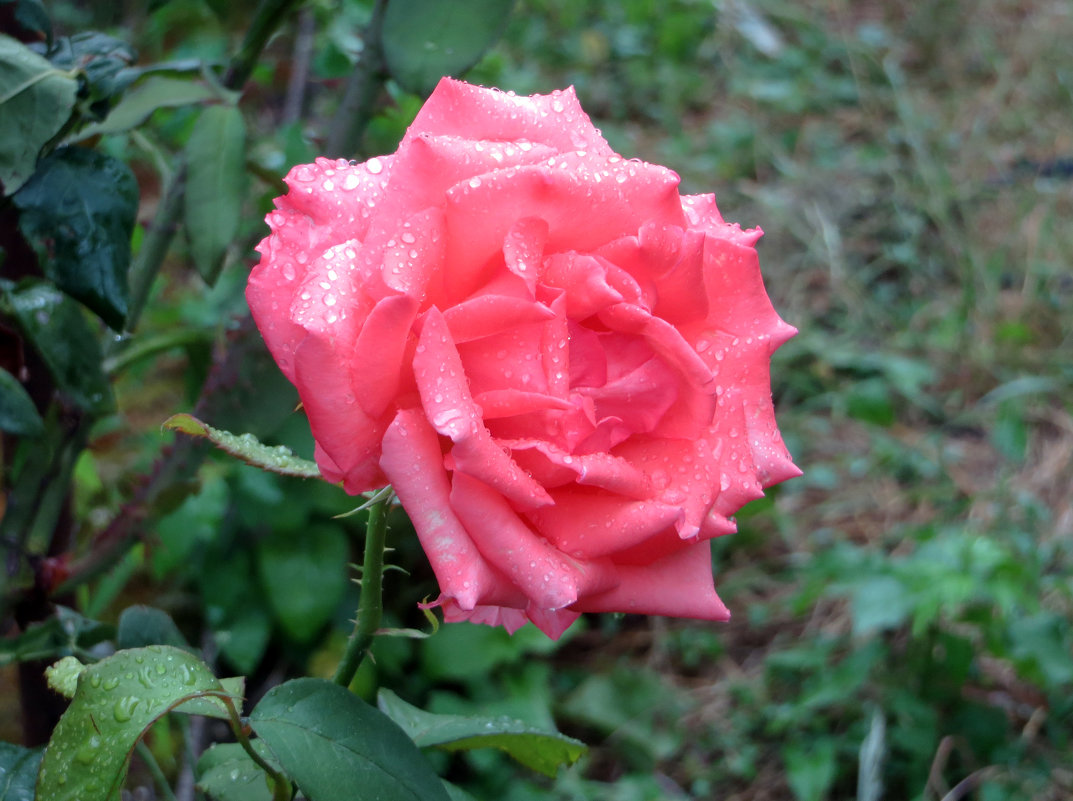 Розова краса - Наталья (D.Nat@lia)