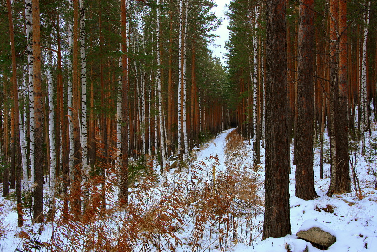 Таватуйский лес - Нэля Лысенко